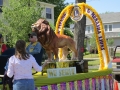 Lions pics 2012 049