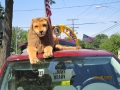Lions pics 2012 053